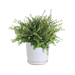 Fukien Tea